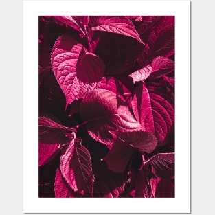Dark Pink Leaves Posters and Art